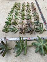 【秋麗】100カット カット苗　多肉植物 初心者向け　かわいい　秀麗　多肉　大中小サイズ　大量_画像9