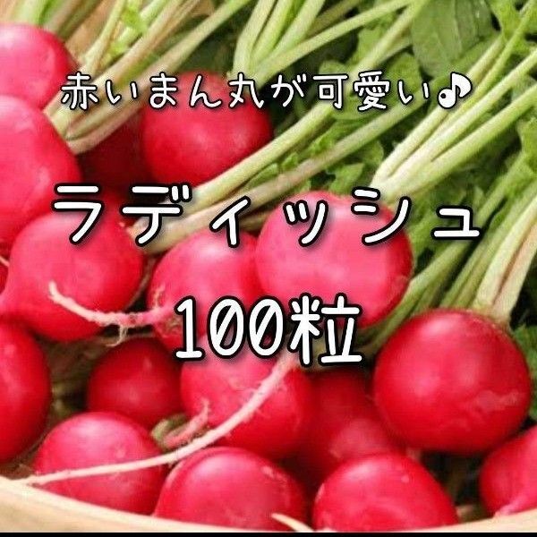 【ラディッシュのタネ】100粒 種子 種 ハツカダイコン 野菜
