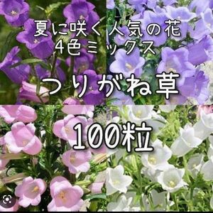 【つりがね草のタネ】100粒 種子 種 カンパニュラ 花 切り花にも