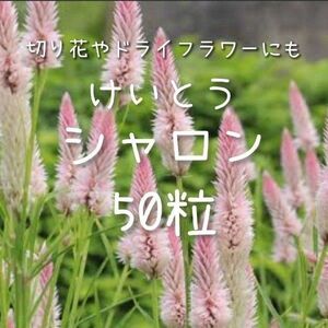 【けいとうシャロンのタネ】50粒 種子 種 ケイトウ 鶏頭 切り花やドライフラワーにも 花