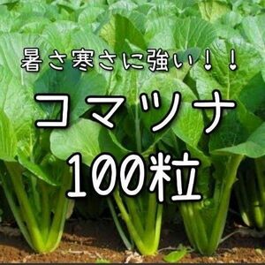【小松菜のタネ】100粒 種子 種 コマツナ 野菜 こまつな
