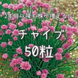 【チャイブのタネ】50粒 種子 種 ハーブ ねぎ ネギ