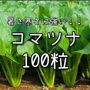【小松菜のタネ】100粒 種子 種 コマツナ こまつな 野菜