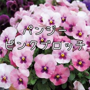 【ピンクブロッチのタネ】10粒 種子 種 パンジー 花