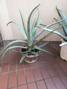 6 year eyes. largish aloe vera width 95 height 65