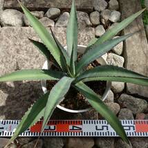 アガベ ハックソー 特大 大株 幅55cm Agave Hack saw アメリカーナ ロファンサ ジェントリー スカブラ ハイブリッド 耐寒性 地植え_画像7