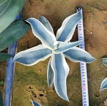 大株 特選 アガベ ジプソフィラ錦 アイボリーカール Agave gypsophila variegata 斑入り 検索 チタノタ 華厳 パリー_画像6