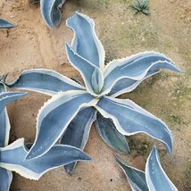 大株 特選 アガベ ジプソフィラ錦 アイボリーカール Agave gypsophila variegata 斑入り 検索 チタノタ 華厳 パリー_画像4