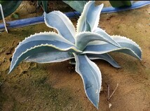 大株 特選 アガベ ジプソフィラ錦 アイボリーカール Agave gypsophila variegata 斑入り 検索 チタノタ 華厳 パリー_画像3