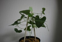 aristolochia chiquitensis アリストロキア チクイテンシス　ウマノスズクサ 塊根　観葉植物　山野草_画像3