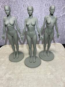 3dtotal anatomy 3点セット　（全皮女、肌肉女、平面女）人体模型