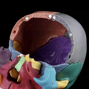 頭蓋骨分解パズル 人体模型 医療教育ツール 医療 知育玩具 おもちゃ 玩具 知育 医療 頭蓋骨 骨 パズル カラフル 680の画像8
