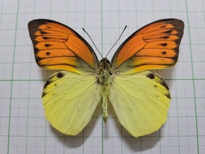 蝶標本。ヒイロツマベニチョウ。セラム産