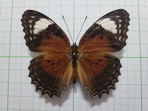 蝶標本。キディッペハレギチョウ。ブル産