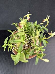 エピデンドラム　ポーパックス　/長生蘭 山野草 ラン 観葉植物 小さな鉢植え