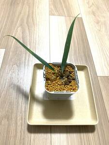 小苗　アンスリウム　バーケリー　（アンスリューム、Anthurium bakeri ）