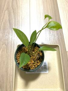 小苗アンスリウム・ジャングルキング（アンスリューム）Anthurium Jungle King，Anthurium Species, Birdnest, Birds Nest Anthurium