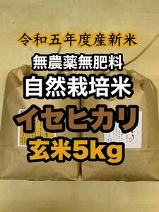 【イセヒカリ】玄米5kg 新米　令和5年度兵庫県産 無農薬無施肥の自然栽培米