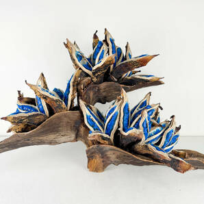 タビビトノキ 青い種 バラ 12 旅人の木 オオギバショウの画像9