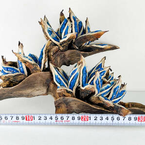 タビビトノキ 青い種 バラ 12 旅人の木 オオギバショウの画像10