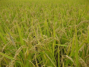 白米23kg　令和4年(2022年）9月上旬収穫米：令和5年（2023年）10/29精米しました。2/3