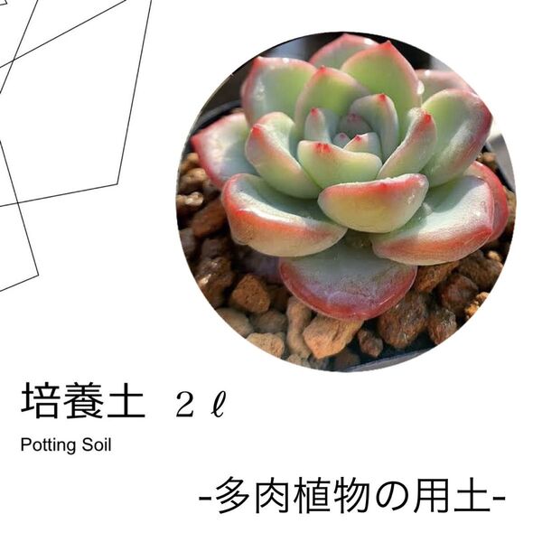 培養土 多肉植物の用土 2L