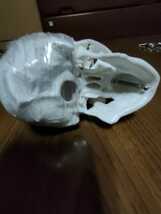 頭蓋骨模型_画像4