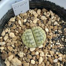 リトープス・招福玉系　Lithops schwantesii ssp. schwantesii v. urikosensis (syn. christinae)　C107 _画像1