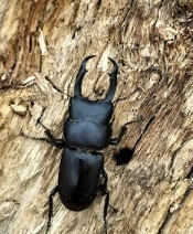 【10月採集】山梨県 天然 コクワガタペア　オス30ミリ台