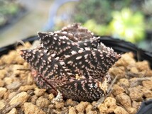 雷鱗　キズあり　多肉植物　ハオルチア　発根済み　ロウルサンコ　_画像8