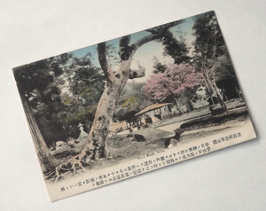 戦前 絵葉書 手彩色 奈良公園 奈良県 神鹿 桜 ビンテージ アンティーク 古写真