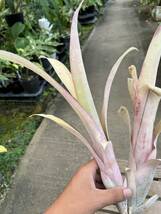 ビルベルギア・ルイーズ・スペシャル・ココ　★ Billbergia Louise Special ' Coco '_画像6