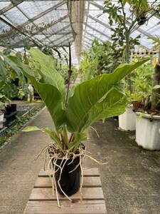 アンスリウム・ジャングルブッシュ・斑入　★　Anthurium Jungle-Bush Variegata