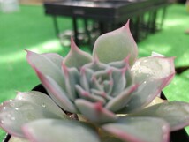 多肉植物 エケベリア pinkＴips w-5cm_画像2