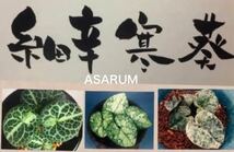 銘鑑　山野草　カンアオイ　細辛　寒葵　細辛銘品　ギフチョウ　図鑑・細辛寒葵　伝統園芸植物　参考書_画像1