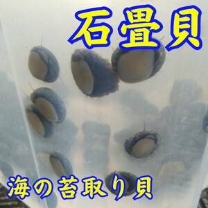 【40匹】イシダタミガイ 石畳貝 海水水槽 苔取り コケ取り お掃除貝 生体 水質浄化 （サイズ1~2センチ）