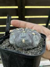 Gymnocalycium berchtii ギムノカリキウム　ベルクティー　5 サボテン_画像3