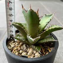 Agave Sierra mixteca compacta White thorns アガベ チタノタ シエラ ミクスティカ レッドキャットウィーズル Red Catweazle 赤猫 ハデス_画像6