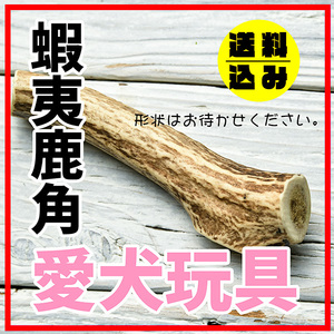 北海道産　エゾ鹿 角 1本 愛犬の玩具　おやつ　デンタルケアに！送料込み　ｑ