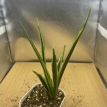 サンスベリア　TRIFASCIATA 'PARVA LANCET' 多肉植物 レアなサンセベリア　_画像4