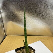 サンスベリア　キリンドリカ・パツラ sansevieria cylindrica var. patula 多肉植物 レアな　サンセベリア　希少種_画像1