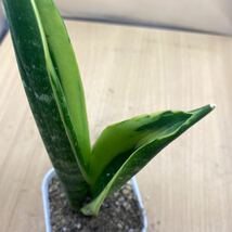 サンスベリア ゴールドフレーム　SANSEVIERIA GOLDEN FLAME 多肉植物　サンセベリア　_画像3