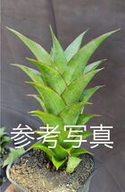 サンスベリア　(ハイブリッド) Sansevieria Hibrid pinguicula x Gabriela レアな　サンセベリア　多肉植物_画像7