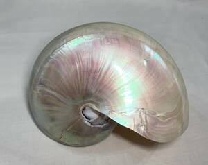 オウムガイ Nautilus pompilius (polished) 100mm 