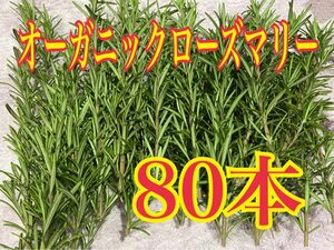 無農薬　とれたてフレッシュローズマリー　80本　オーガニック