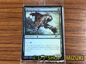 MTG　飛びかかるジャガー FNM　プロモ