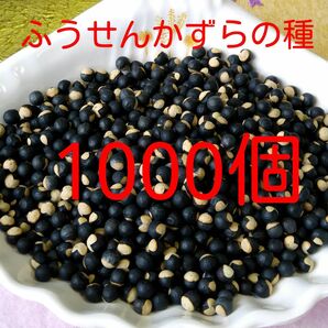 お得 無農薬 ☆新☆約1000個 大きさミックス(中小) ふうせんかずらの種 フウセンカズラ 風船葛 種 さるぼぼ 顔