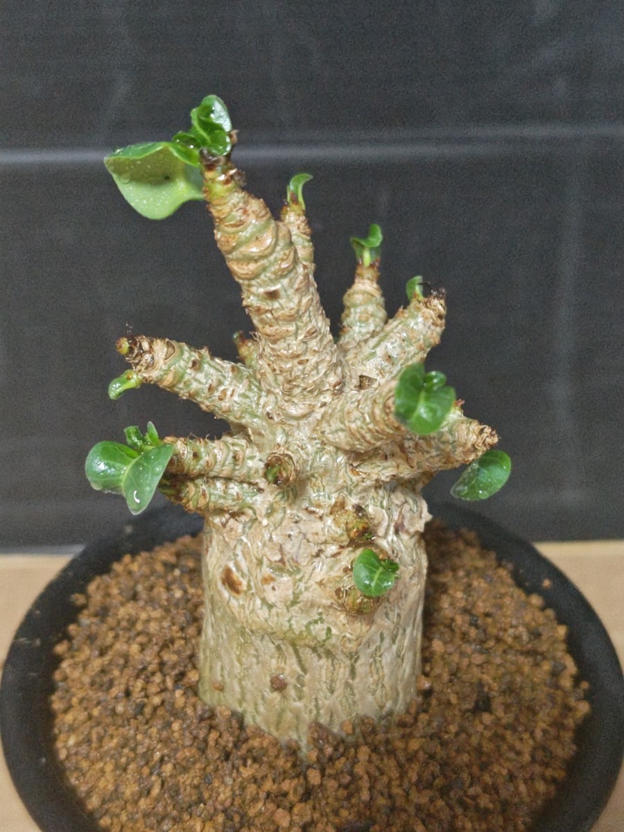 2023年最新】ヤフオク! -アデニウム ドーセットホーン(観葉植物)の中古