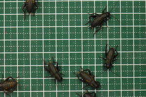 ML100 pcs black koorogi