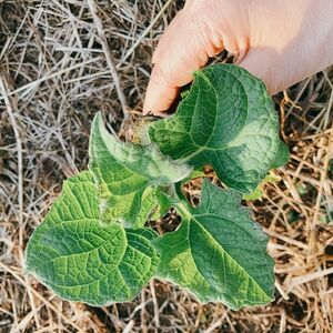 ヤーコン 芽付き種芋 タネ芋 農薬不使用 化学肥料不使用の畑